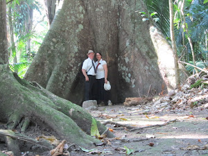 Ginormous trees