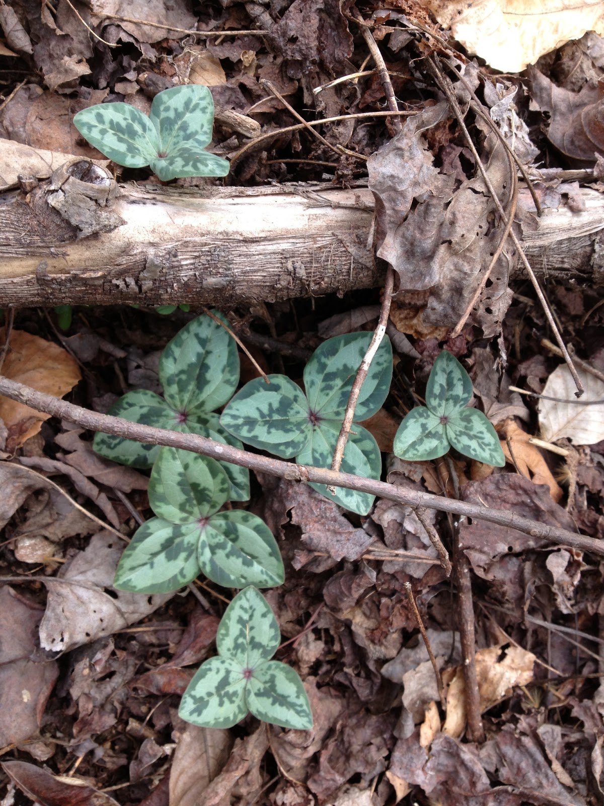 Nature Blog The Natural History of 4