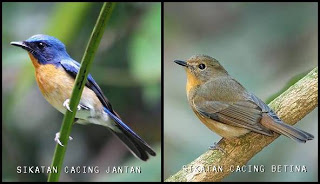 Burung Tledekan-Cara Membedakan Burung Tledekan Jantan dan Burung Tledekan  Betina- Gambar Burung Tledekan Dari Berbagai Daerah