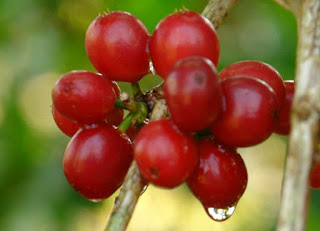 Pulp band name origin - Arabica coffee beans How did Pulp get the band name - Arabica coffee beans