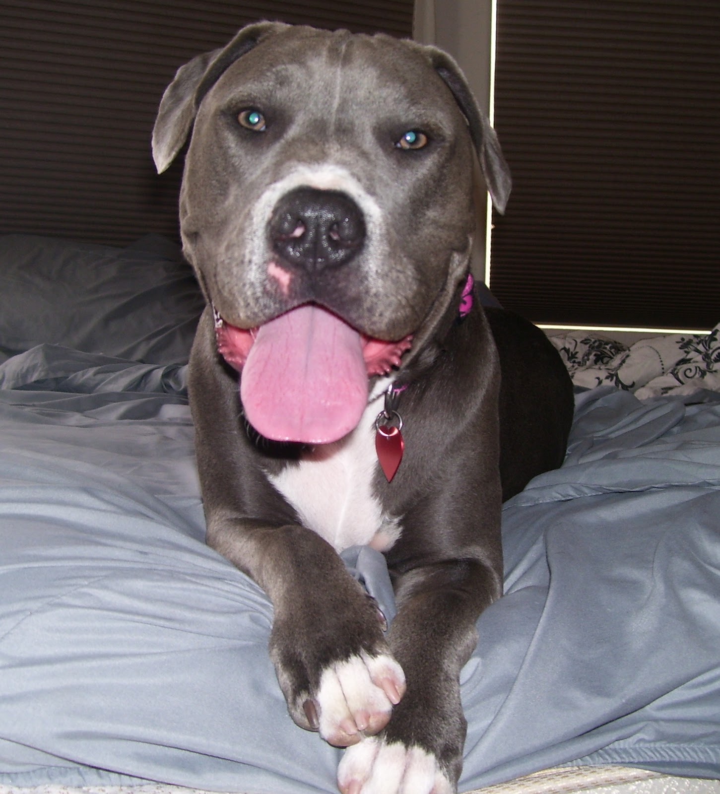 Renting With Pit Bulls It All Started With a Pit Bull