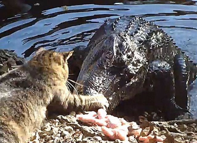 Cat Versus Alligator On Youtube Cat Versus Alligator On Youtube