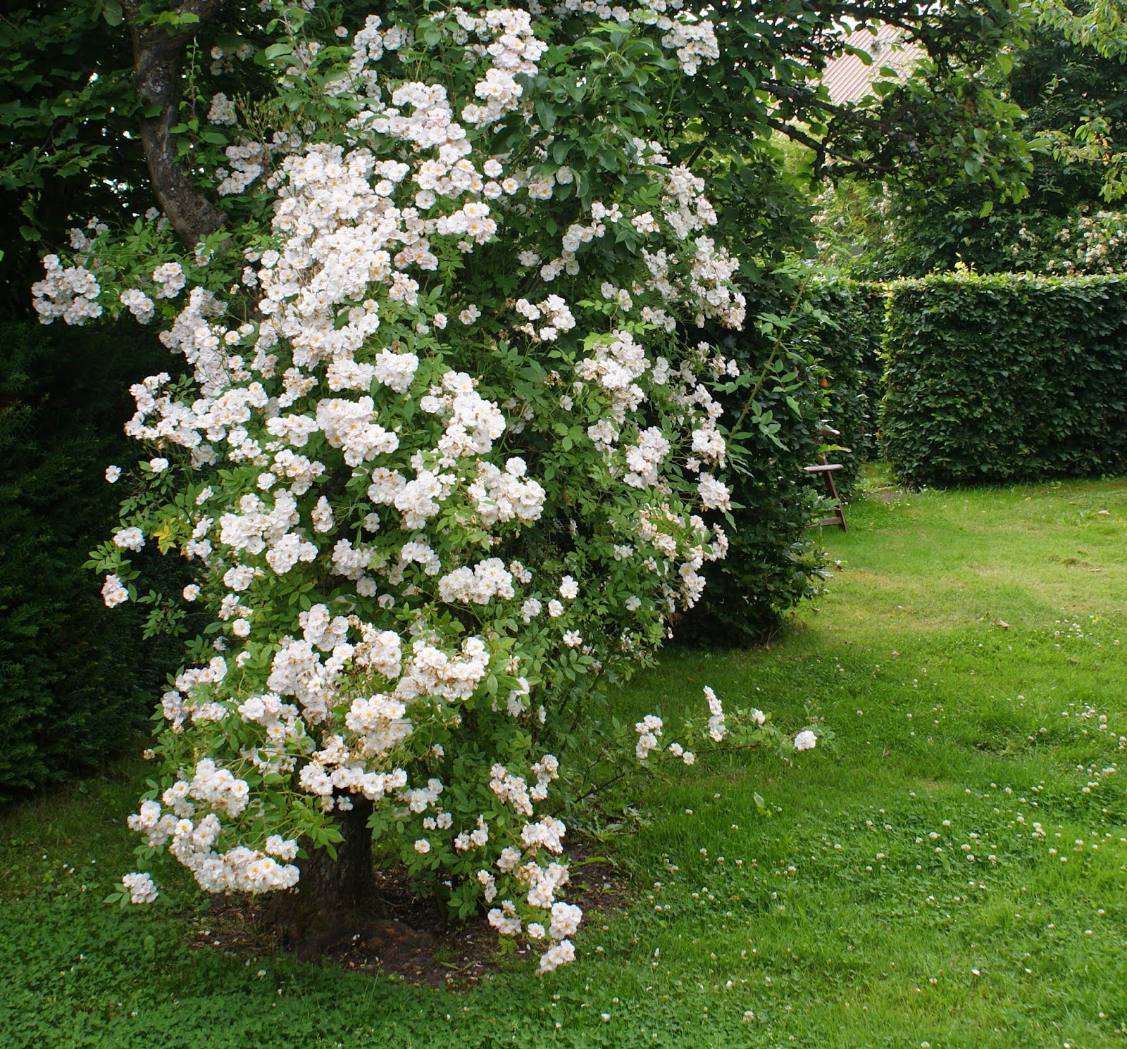 KJELD SLOT WHERE HAVE ALL THE ROSES GONE...?