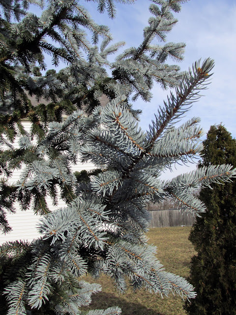 Hoopsi blue spruce
