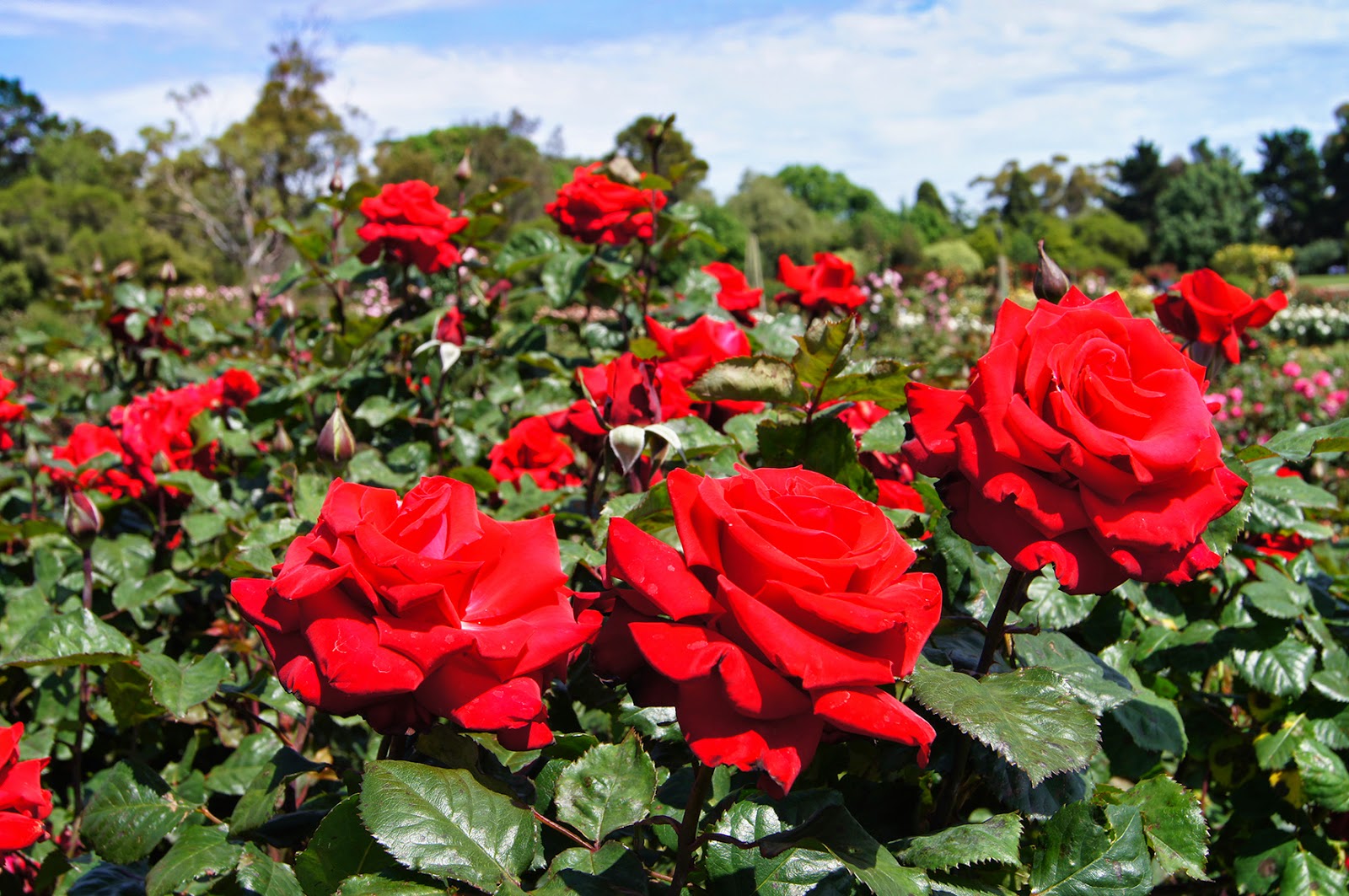 Роза Гранд Аморе Фото И Описание Отзывы – Telegraph