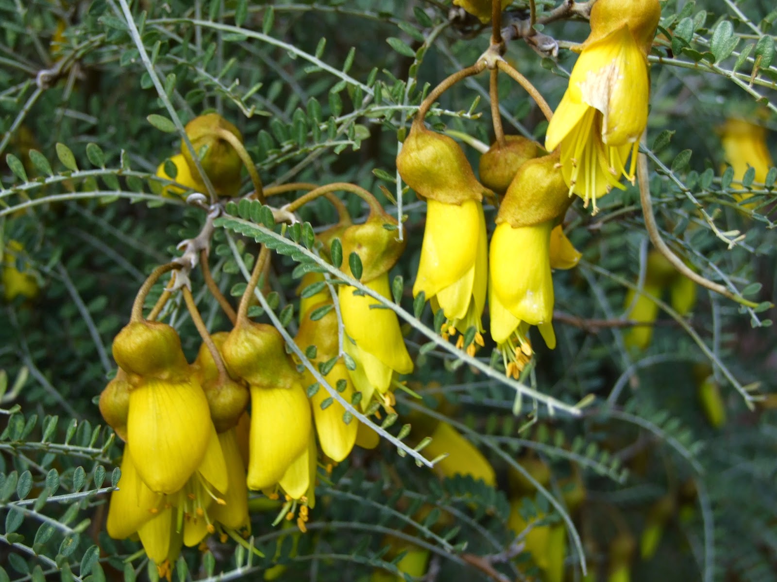 Alan Jolliffe The Kowhai New Zealand's National Flower