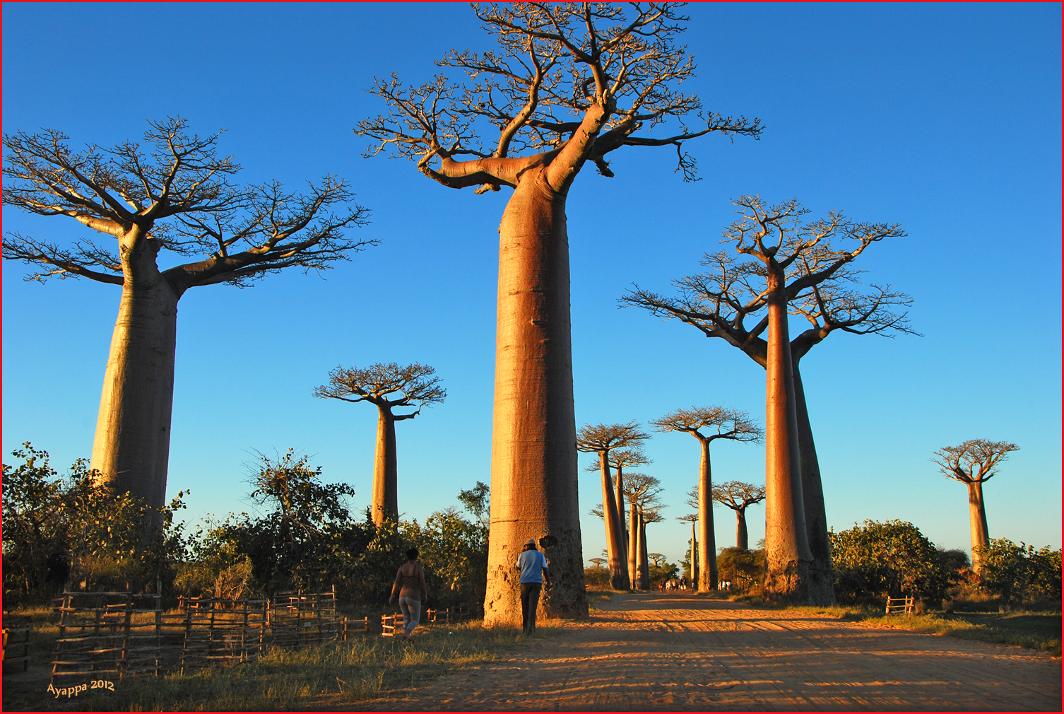 Alberi e dintorni: storie di alberi: il baobab, l'albero con le ... Ceppi con radice di legno