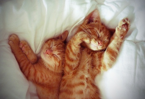 Gambar Kucing Tidur 3 Gambar Kucing Tidur 3