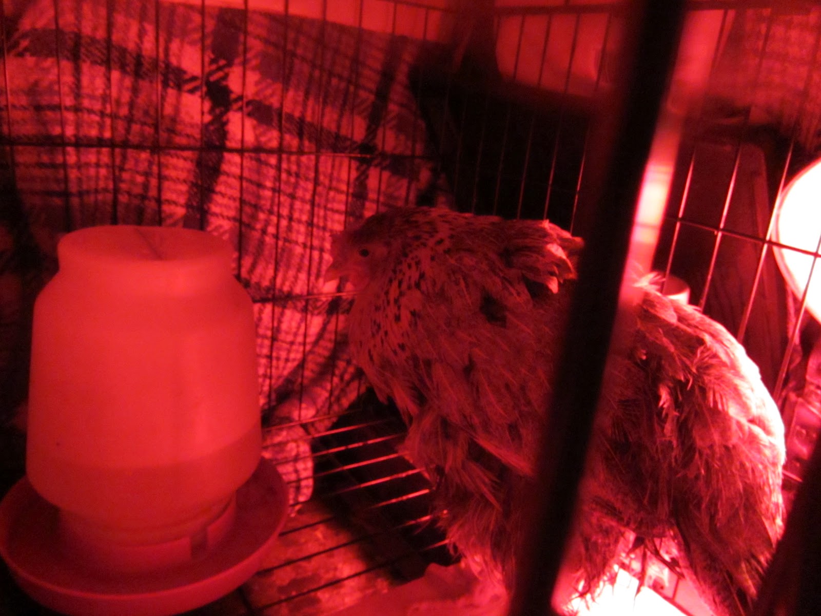 Egg yolk peritonitis Diagnosing a sick chicken