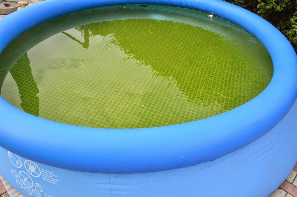 Amenajarea Gradinii De Langa Casa In Articole Si Imagini Cum Scapam De Apa Verde Din Piscina