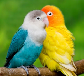 Lovebird