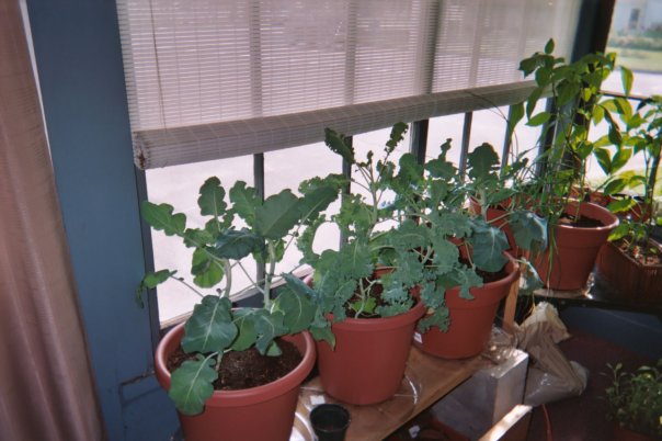 How To Naturally Cure Pots How To Naturally Cure Pots