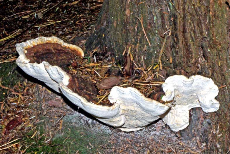 OF CURIOSITIES Heterobasidion annosum a notorious, treekilling bracket fungus