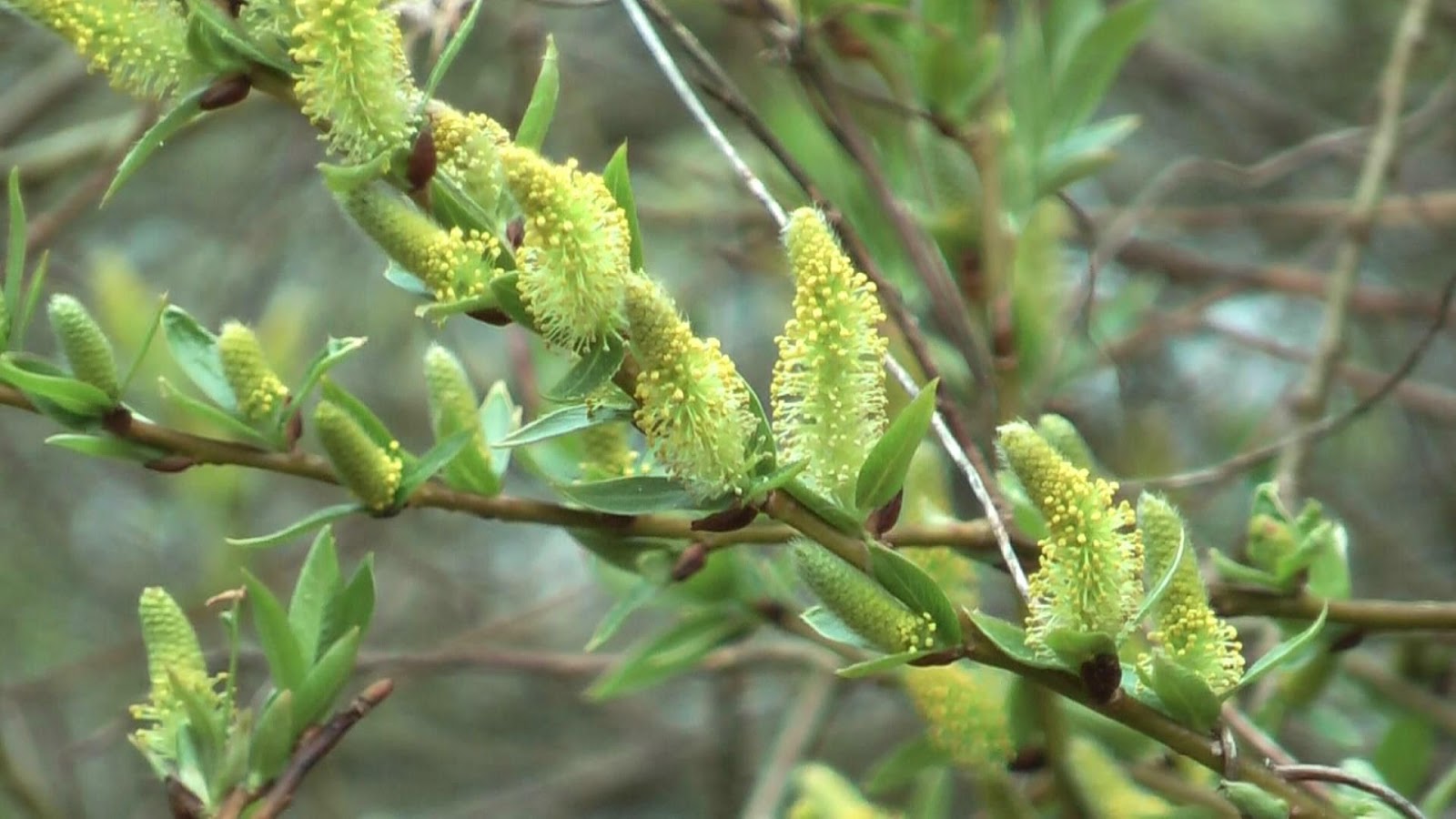 NATUUR IN OUDHEVERLEE, EEN FILM OM NIET TE MISSEN natuurgids oudheverlee