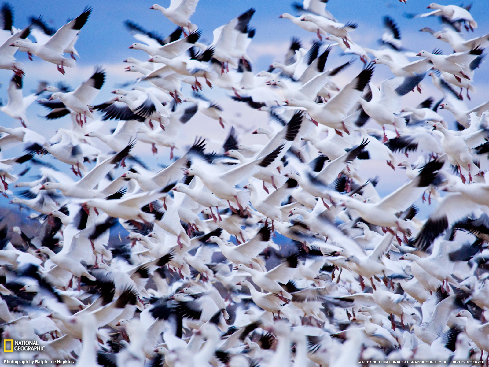 Geese Wallpapers | Fun Animals Wiki, Videos, Pictures, Stories