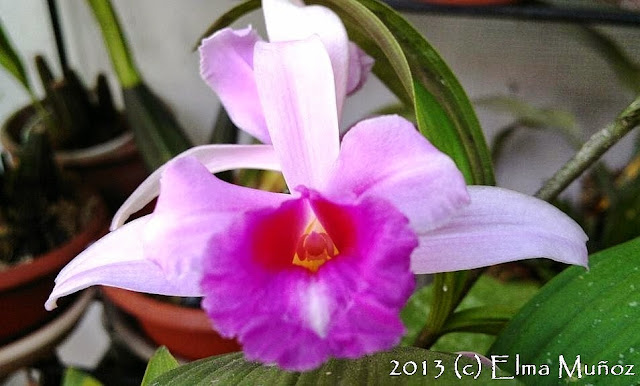 Sobralia sp 2013 (c) Elma Muñoz