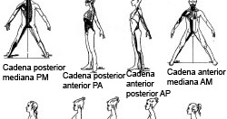 cadenas musculares metodo gds fisioterapia y osteopat 237 a colmenar viejo m 233 todos de cadenas musculares metodo gds fisioterapia y osteopat 237 a colmenar viejo m 233 todos de