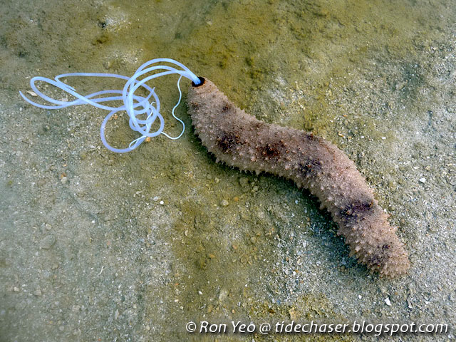 Sea Cucumbers (Phylum Echinodermata: Class Holothuroidea) of Singapore.