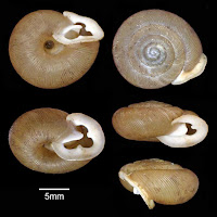 http://sciencythoughts.blogspot.co.uk/2015/02/a-new-subspecies-of-polygyrid-snail.html