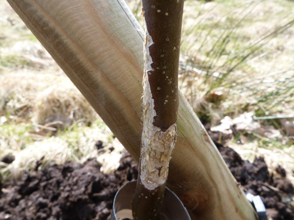 An English Homestead Saving A Rabbit Damaged Tree