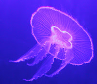moon jellyfish facts