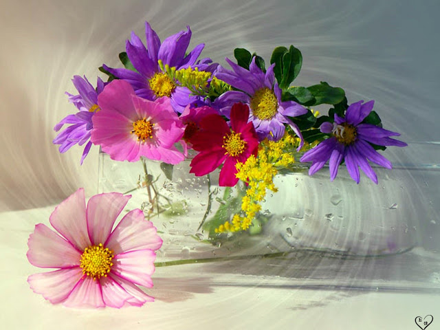 Beautiful Flowers Pictures
