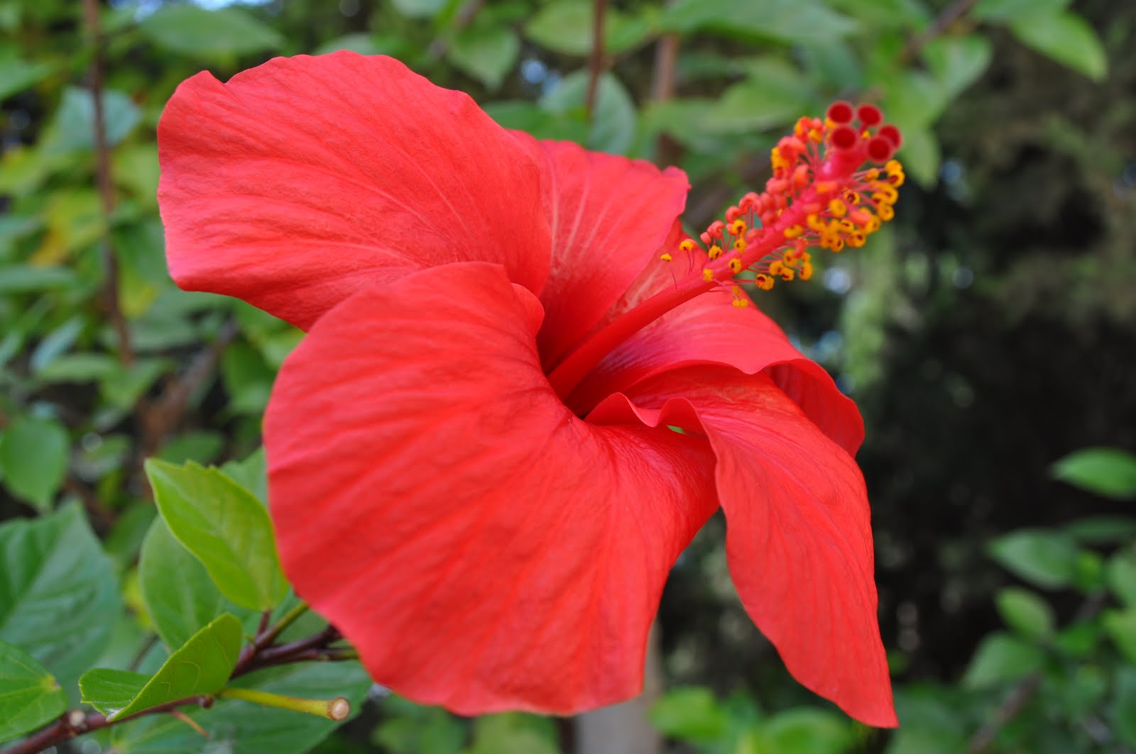 Flowering Maple Flower