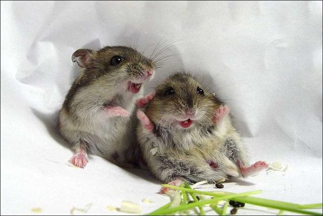 funny rats