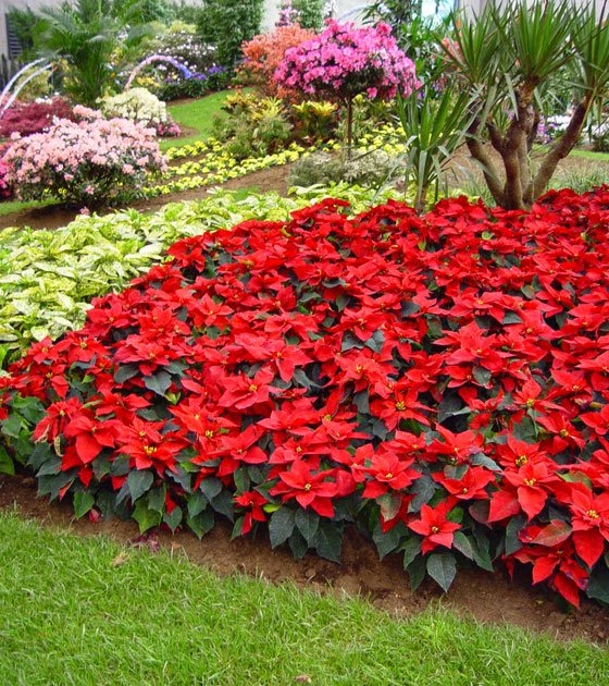 FLORES PASCUA flores pascua: