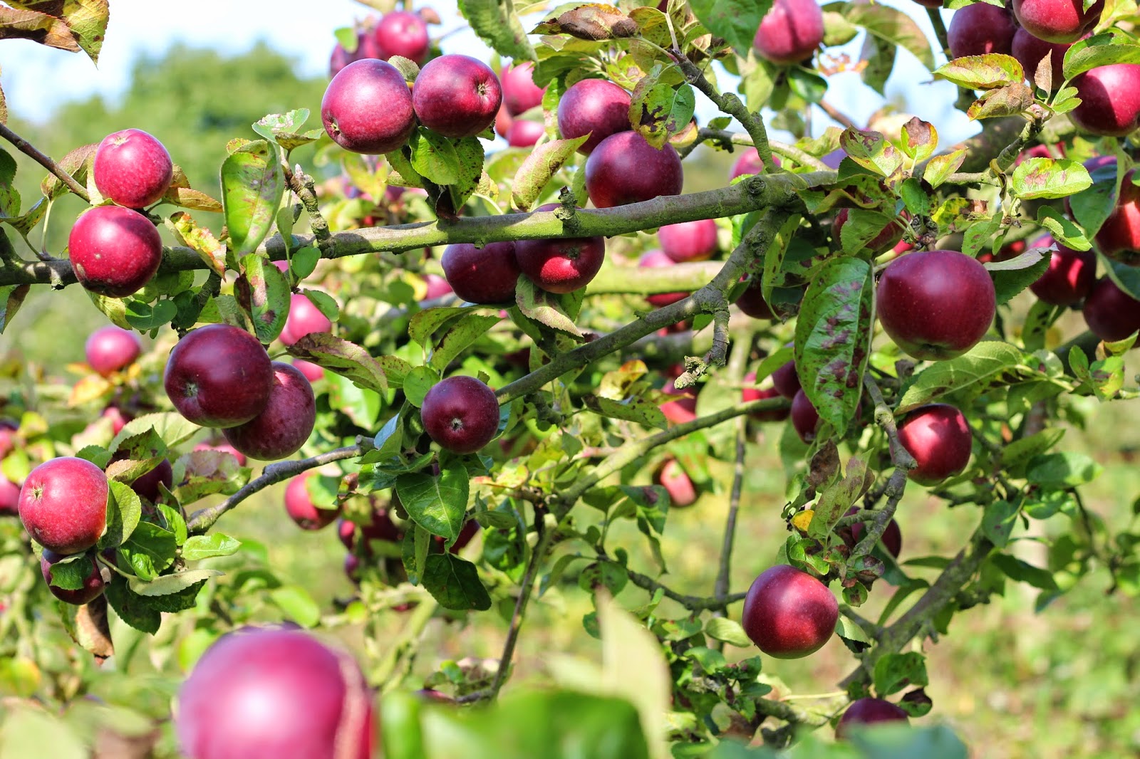 Five Minute Style Under The Apple Trees