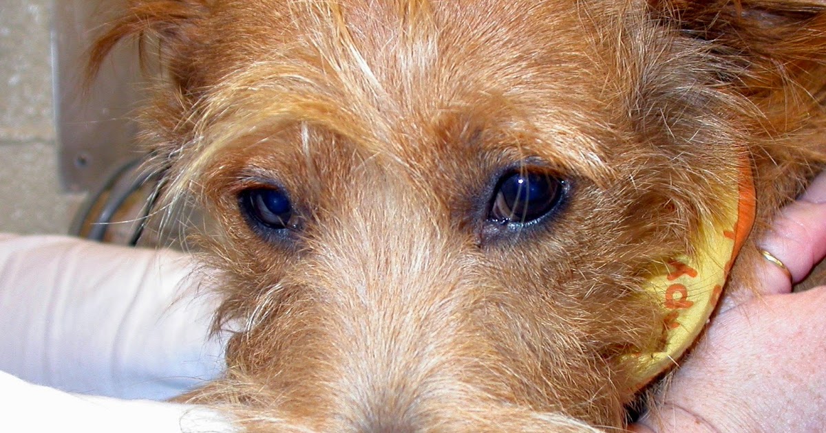 Veterinary Key Points What's Your Diagnosis? Lucky, a 4 yr old female