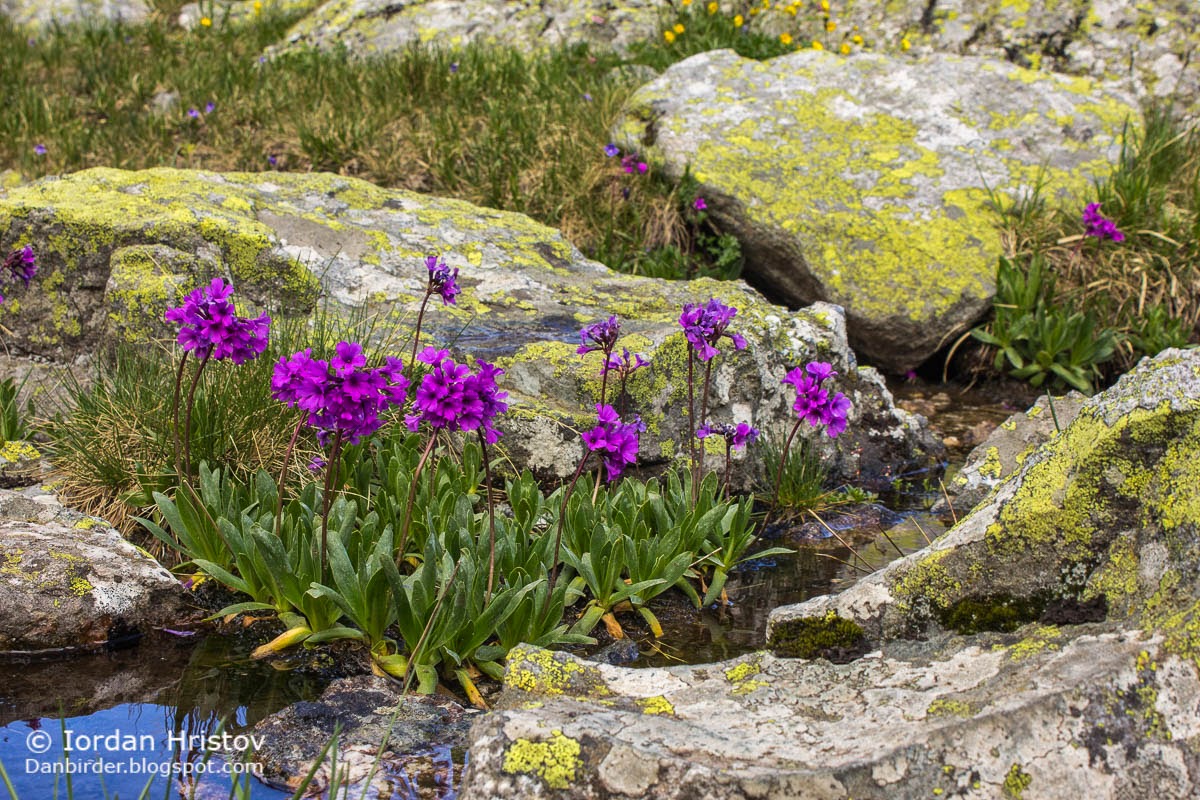 Rila Primrose Primula deorum, copyright Iordan Hristov Rila Primrose Primula deorum, copyright Iordan Hristov