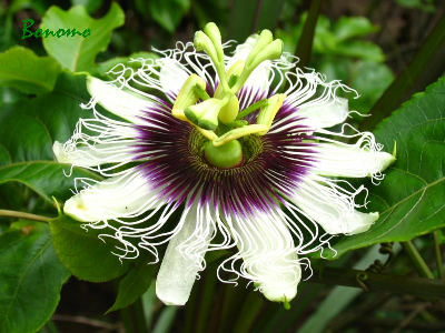 Mensagens de 8 mês de namoro