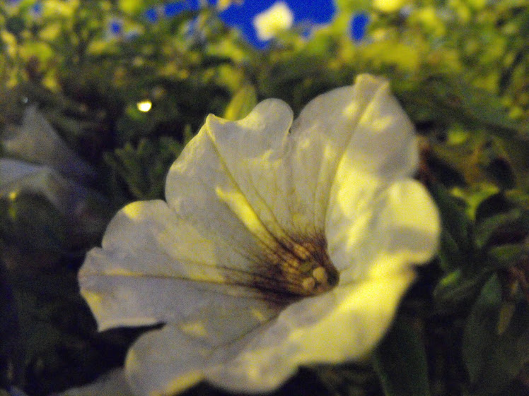 Flower in the Dark