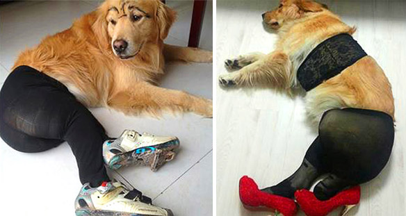 Shanghaiist - #Dogs in pantyhose #China's most hilarious meme