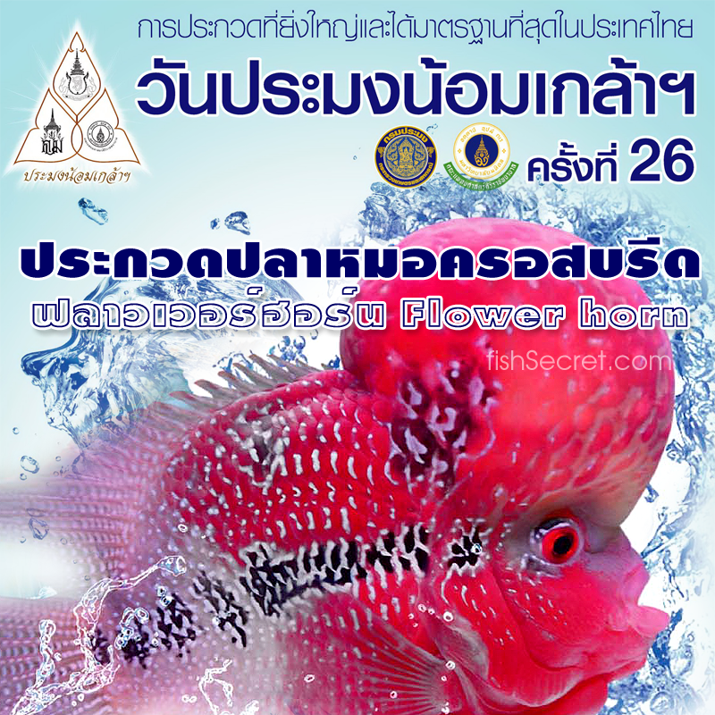 ประกวดปลาหมอสี ครอสบรีด 2557 ประมงน้อมเกล้า ฟิวเจอร์พาร์ค ประกวดปลาหมอสี ครอสบรีด 2557 ประมงน้อมเกล้า ฟิวเจอร์พาร์ค