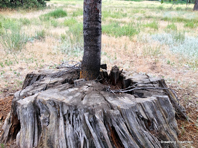 Ponderosa stump with oak growing from middle