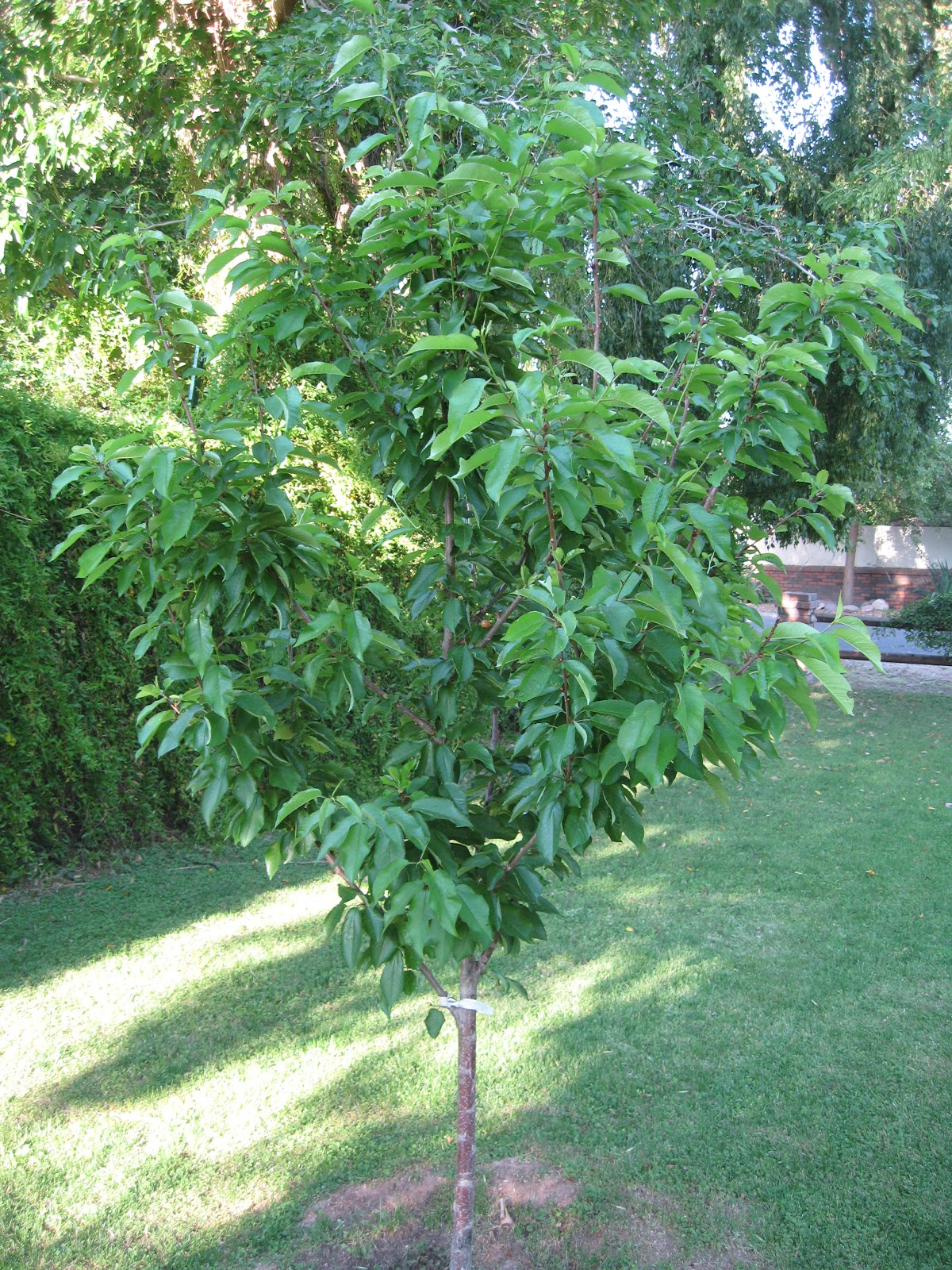 Sweet Life Garden Minnie Royal and Royal Lee... the Story of our