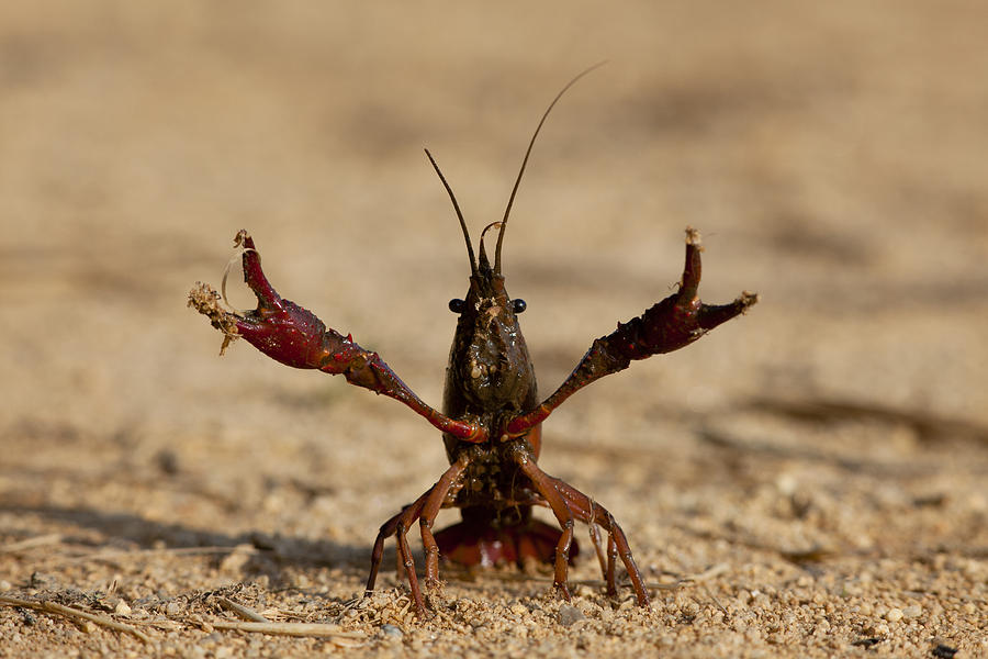 Crayfish - Life of Sea