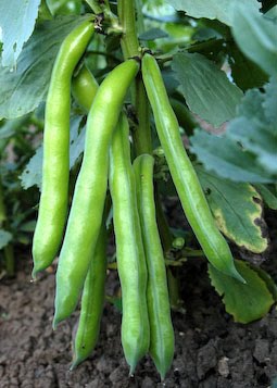 Broad Beans for June harvest