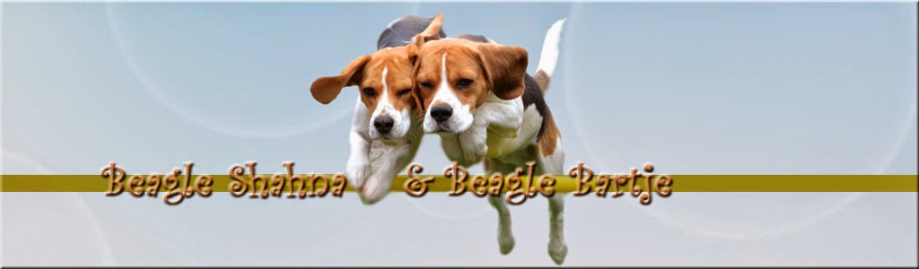 Beagle Shahna & Beagle Bartje