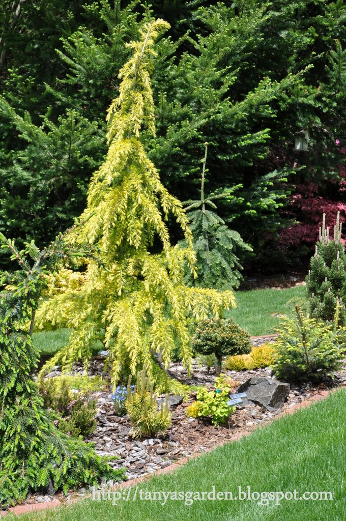 MySecretGarden Garden of the Conifer Collector. Part 2