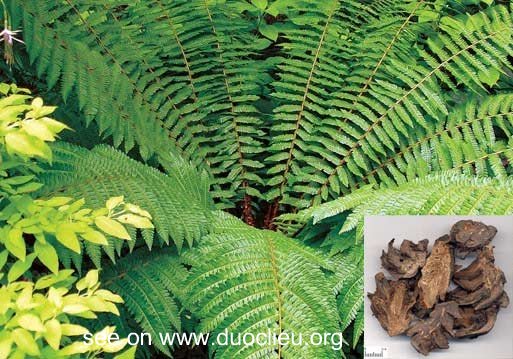 Dryopteris crassirhixoma Nakai