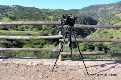 Birding en Sierra Morena