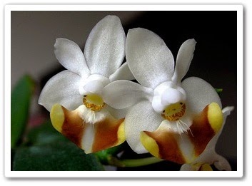Как выращивать орхидею дома