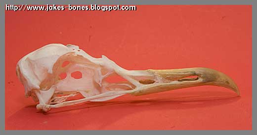 Gull Skull