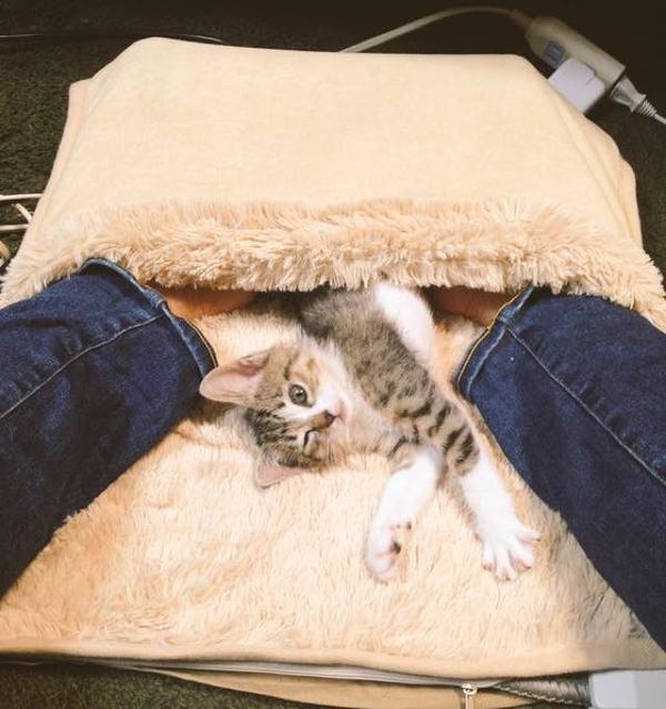 Котята и коврик для ног с подогревом Котята и коврик для ног с подогревом