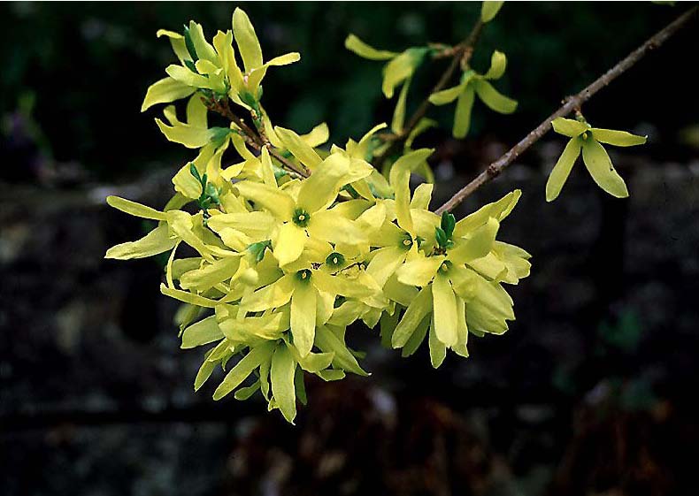 Nature Abhors A Garden Forsythia