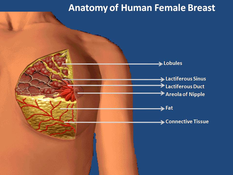 female human breast Female human breast