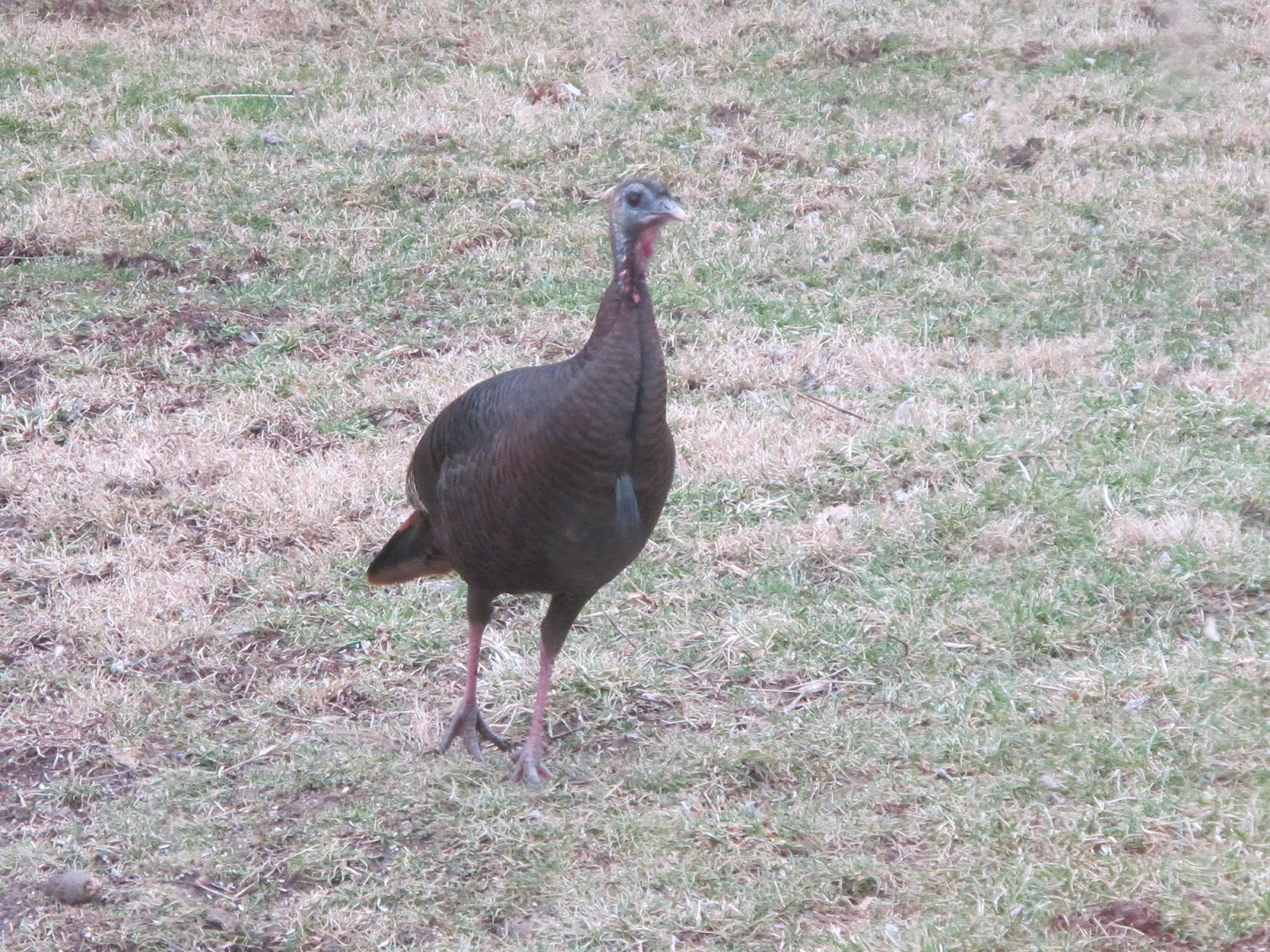 Blue Jay Barrens A Pair of Bearded Hens